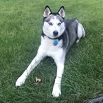 mikadahusky profile picture
