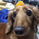 mikan.with.sho profile picture