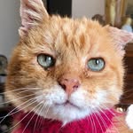 mikey_mike_the_cat profile picture