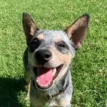mikeythemicropig profile picture