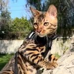 mikothebengal profile picture