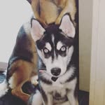miladahusky profile picture