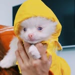 milanalbinilo profile picture