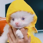milanalbinito profile picture