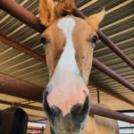 mila_the_mustang profile picture