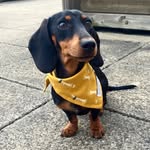 mildredthesausage profile picture