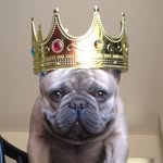 miles_the_frenchie profile picture