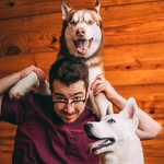 miles_the_red_husky profile picture