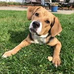 mileytherescue12 profile picture