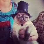 mili_the_mini_cat profile picture