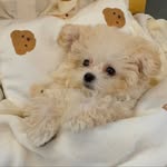 milkibb_daily profile picture