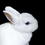 milkmybunny profile picture