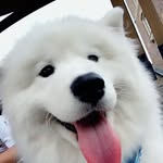 milk_the_samoyed profile picture