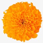 mill_and_hen profile picture