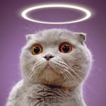 millathecat profile picture