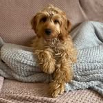 millie_millington profile picture