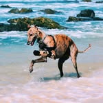 millie_thebionicgreyhound profile picture