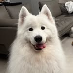 milo62988 profile picture