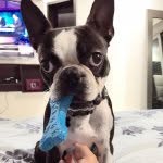milo_thebostonterrier profile picture