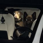 milothekingshepherd profile picture