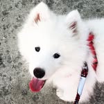 milo_the_molarbear profile picture