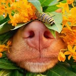 milo_the_toller profile picture