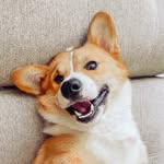 milton.the.corgi profile picture