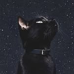 mimicismo profile picture
