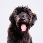 mimiwhoodle profile picture