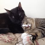 mimo_and_kirry profile picture