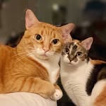 mimolette_and_lilikoi profile picture