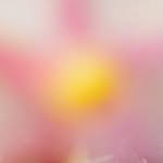 minamigessel profile picture