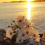 minaree._ profile picture