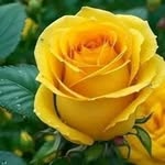 minat_la_fleur profile picture