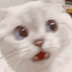 minchoi_ profile picture