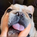 minfatong_chu profile picture