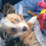 mini.aussie.sailor16 profile picture