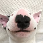 minibullaslak profile picture