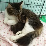 minicattown profile picture