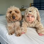 minidoodlebentley profile picture