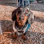 minidoxiepluto profile picture