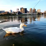 minnesotaduck profile picture