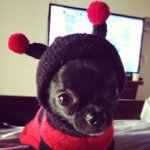 minymug profile picture