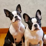 miozeromax profile picture