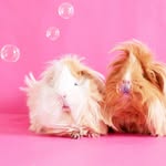 mirabelle_and_bergamote profile picture