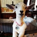 miraclethegoat profile picture