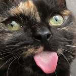 mirathemiraclekitty profile picture