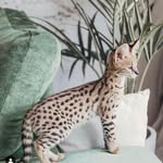 mirencats profile picture