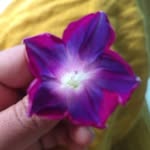misbahwsm profile picture