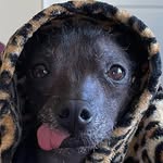 misonakey profile picture